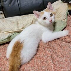白茶生後3〜4ヶ月ほど「ゆってぃ」くん💙