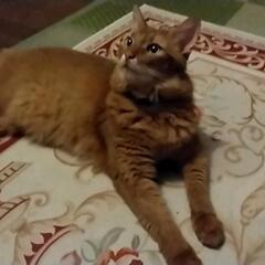人懐っこいオスのソマリ10才です - 猫