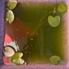 MIXめだかの画像