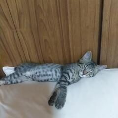保護した子猫の里親さんを探しています