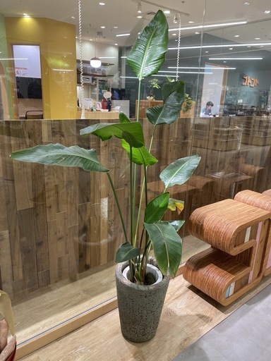 【急募8月末まで】【鉢付き】オーガスタ　観葉植物