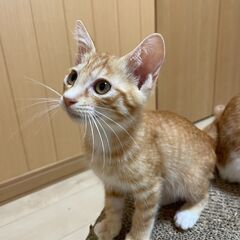 元気いっぱいゴロスリな茶トラ♂　ひぃくん