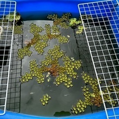 水草：オオサンショウモ、布袋草