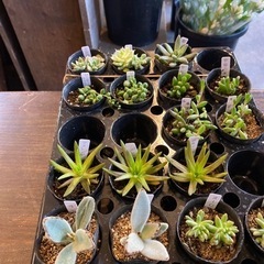 多肉植物各種の画像