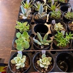 多肉植物各種の画像
