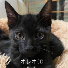 ずっとのお家里親さん募集🐈‍⬛（お話中）