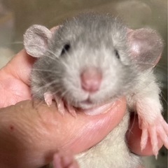 [募集一時停止仲]ファンシーラットbaby − 東京都