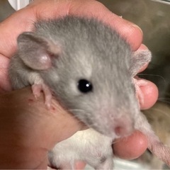 [募集一時停止仲]ファンシーラットbaby - 里親募集