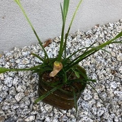 水生植物ナガバオモダカ　ビオトープにいかがでしょうの画像
