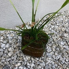 水生植物ナガバオモダカ　ビオトープにいかがでしょうの画像