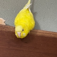 セキセイインコ　里親さがしています。