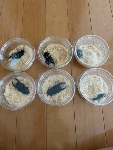 オオクワガタ　能勢YG 新成虫