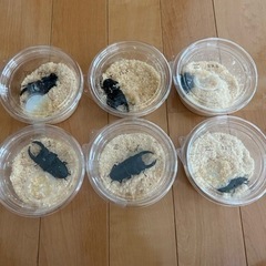 オオクワガタ　能勢YG 新成虫