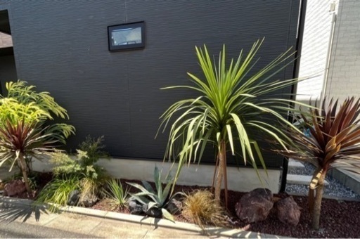 ドラセナ　コルジリネ　ニューサイラン