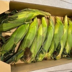 【市場直送】LLサイズ とうもろこし（１本150円）