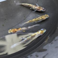 メダカ花魁２ペアを出品します。有精卵もあります!
