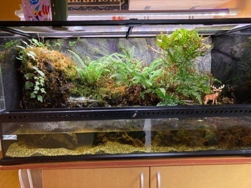 90㎝　エキゾテラ　レイアウト込み