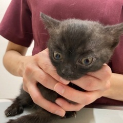 美人姉妹長女！渡辺えりちゃん - 猫