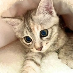 20日譲渡会予定　けいおんfamily珍しい色柄ミオちゃん