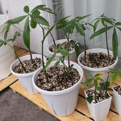 【観葉植物】パキラ（６鉢セット）「ガジュマル」も掲載中。