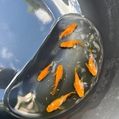 ⚠️セール⚠️初恋(紅帝ダルマ)メダカ 稚魚5匹 800円