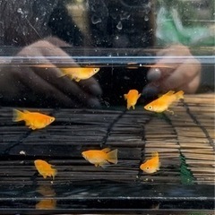 ⚠️セール⚠️初恋(紅帝ダルマ)メダカ 稚魚5匹 800円の画像
