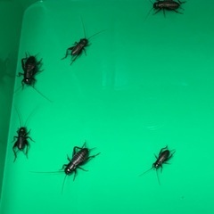 エサ用コオロギ
