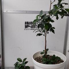 【観葉植物】ガジュマル２鉢セット（パキラも掲載中。）