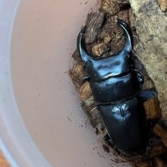 オオクワガタ　ペア　77.5mm ♀50.5mmの画像