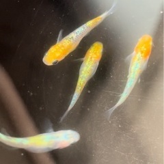 ♫高級改良めだか　本家購入　卵　稚魚　成魚　