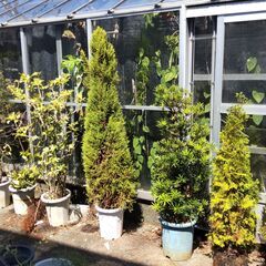 お取引中☆ミ　８月１３日限定 全品一括限定 庭木 観葉植物 ９本セット