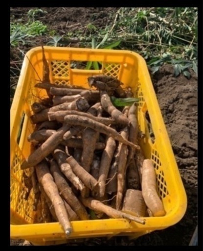 食品 Cassava Mandioca