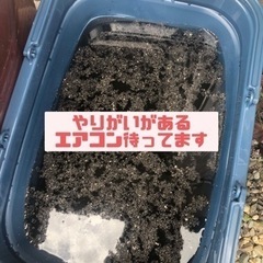 毎日曜日限定！今年の黒カビは今年のうちに！ - 地元のお店