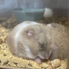 キャンベルハムスター