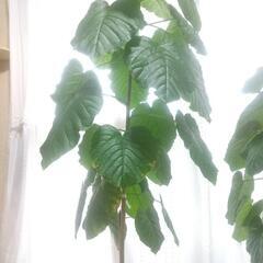 【手稲区まで引き取りに来てくださる方】ウンベラータ(床上約150cm)