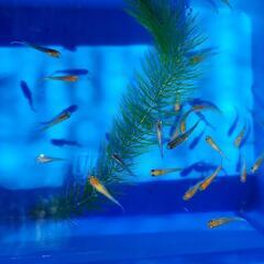 メダカmix (紅白、三色ラメ) 幼魚の画像