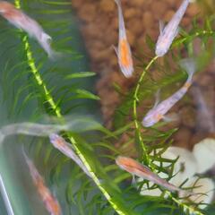 メダカmix (紅白、三色ラメ) 幼魚の画像