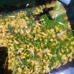 メダカmix (紅白、三色ラメ) 幼魚の画像