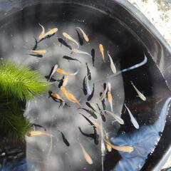 メダカmix (紅白、三色ラメ) 幼魚