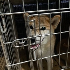 ブリーダーからの繁殖引退犬など里親を探す活動をしています。