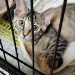3ヶ月子猫里親募集