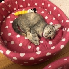 グレー系パステルサビ甘ったれちゃん