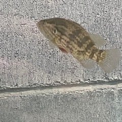 オヤニラミ　7㎝　5匹＋試着保証1匹　　　　日本淡水魚　希少　