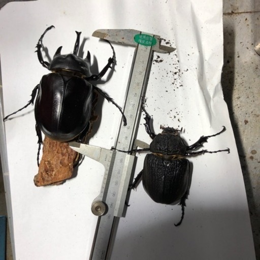 アクティオンゾウカブト　９月末まで