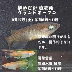 めだか直売所オープンします。