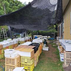 めだか直売所オープンします。の画像