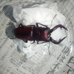 ノコギリクワガタの画像