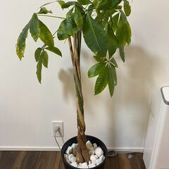 【無料】観葉植物パキラを差し上げます！目黒区東山に本日午前中or...