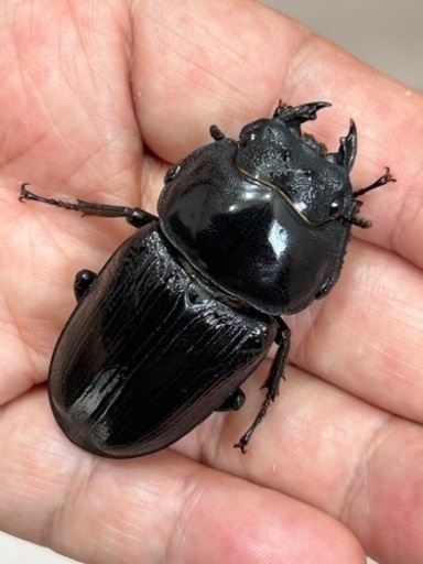国産オオクワガタ　能勢YG ♀53ミリ ♀52.5ミリ