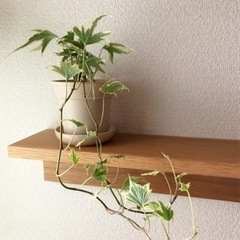 観葉植物　ヘデラ・イエローリップル③　45cm　ナチュラルカラー...